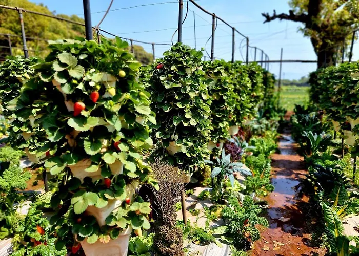 Dv Inns Farmvilla - Besides Strawberry Farms Mahabaleshwar